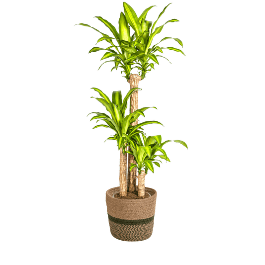 Dracaena Fragrans Massangeana mit Korb Ø24cm - ↕130 - 150cm 