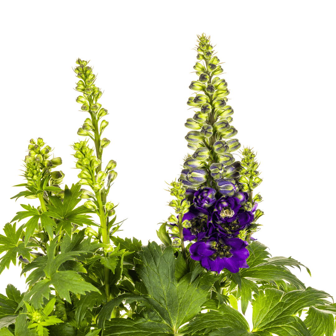 Rittersporn Delphinium elatum Purple – Ø 19 cm – Höhe 45–60 cm – Violettblühende Staude – Für sonnige Beete & Rabatten – Pflegeleicht & aufrecht wachsend 