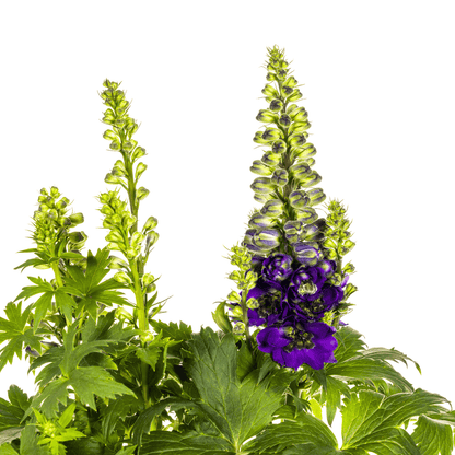 Rittersporn Delphinium elatum Purple – Ø 19 cm – Höhe 45–60 cm – Violettblühende Staude – Für sonnige Beete & Rabatten – Pflegeleicht & aufrecht wachsend 
