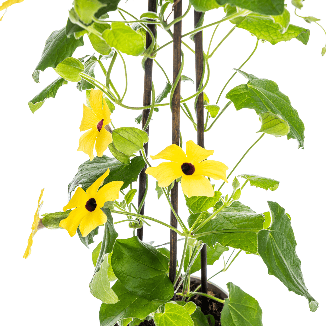 Schwarzäugige Susanne - Thunbergia alata Sunny Susy Yellow - Ø13 cm - ↕60 cm 