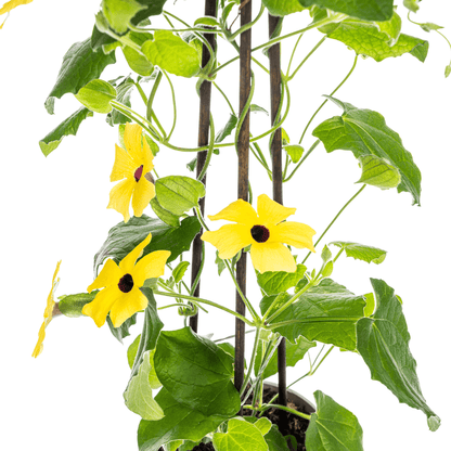 Schwarzäugige Susanne - Thunbergia alata Sunny Susy Yellow - Ø13 cm - ↕60 cm 