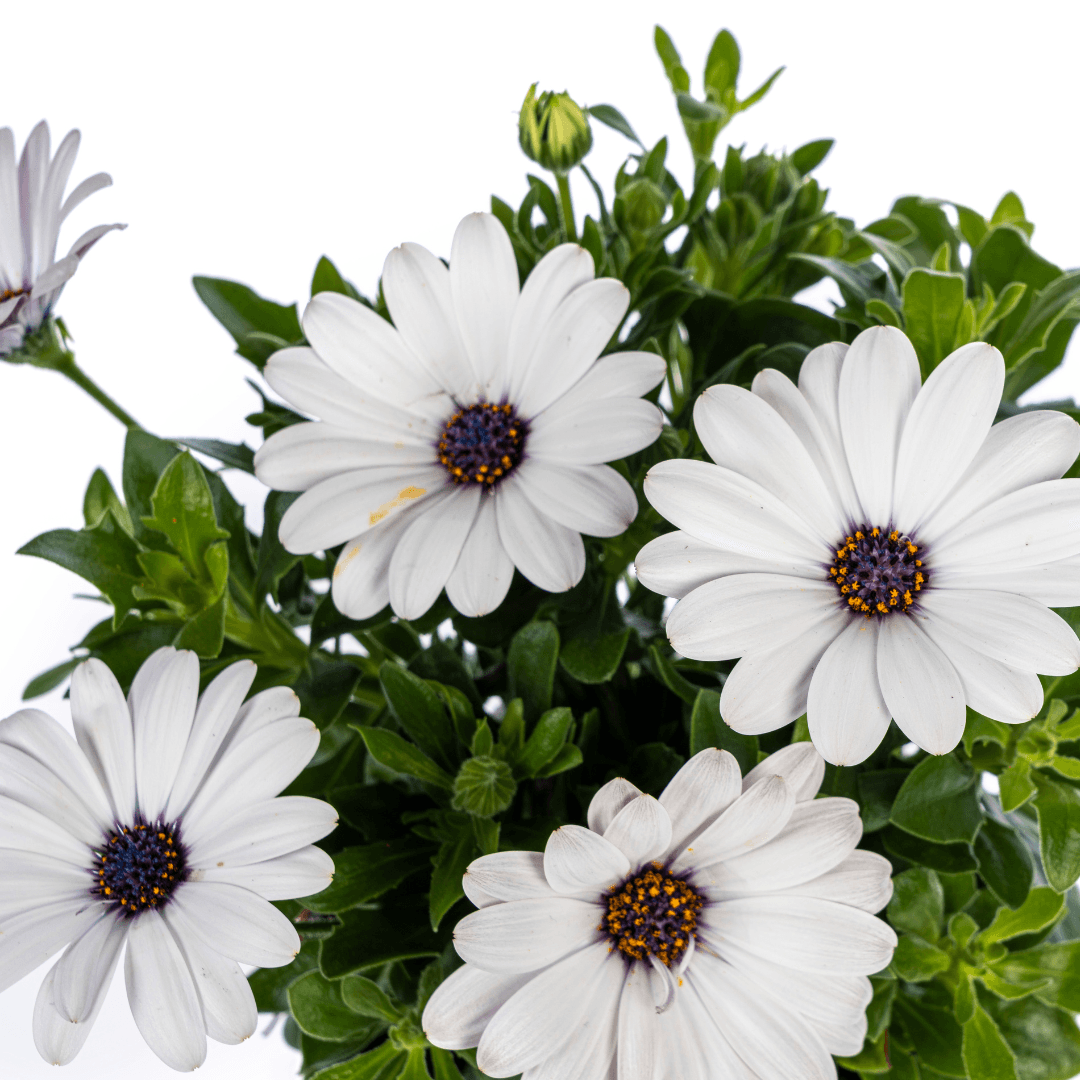 Kapkörbchen - Osteospermum ecklonis Weiß - Ø12 cm - ↕20 cm - 8 Pflanzen 