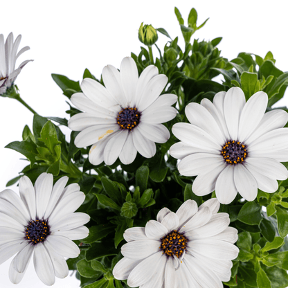 Kapkörbchen - Osteospermum ecklonis Weiß - Ø12 cm - ↕20 cm - 8 Pflanzen 