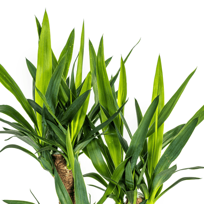 Riesen-Palmlilie - Yucca Elephantipes – Zimmerpflanze – Ø21 cm – Höhe 60-70 cm – Robuste & pflegeleichte Grünpflanze für modernes Interieur 