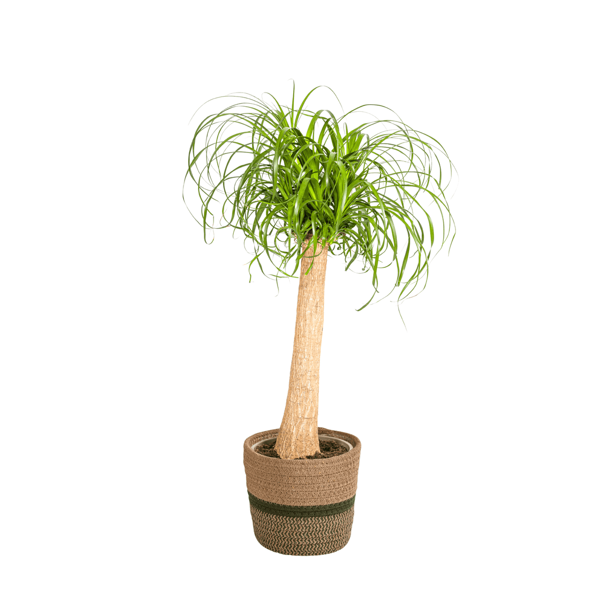 Beaucarnea Recurvata Stamm mit Korb Ø24cm - ↕80 - 100cm 