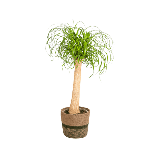 Beaucarnea Recurvata Stamm mit Korb Ø24cm - ↕80 - 100cm 
