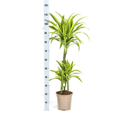 Drachenbaum Dracaena Deremensis Lemon Lime – Zimmerpflanze – Ø21cm – 90-110cm hoch – Schlanke grüne Blätter mit hellgrünem Rand – Pflegeleicht & dekorativ 