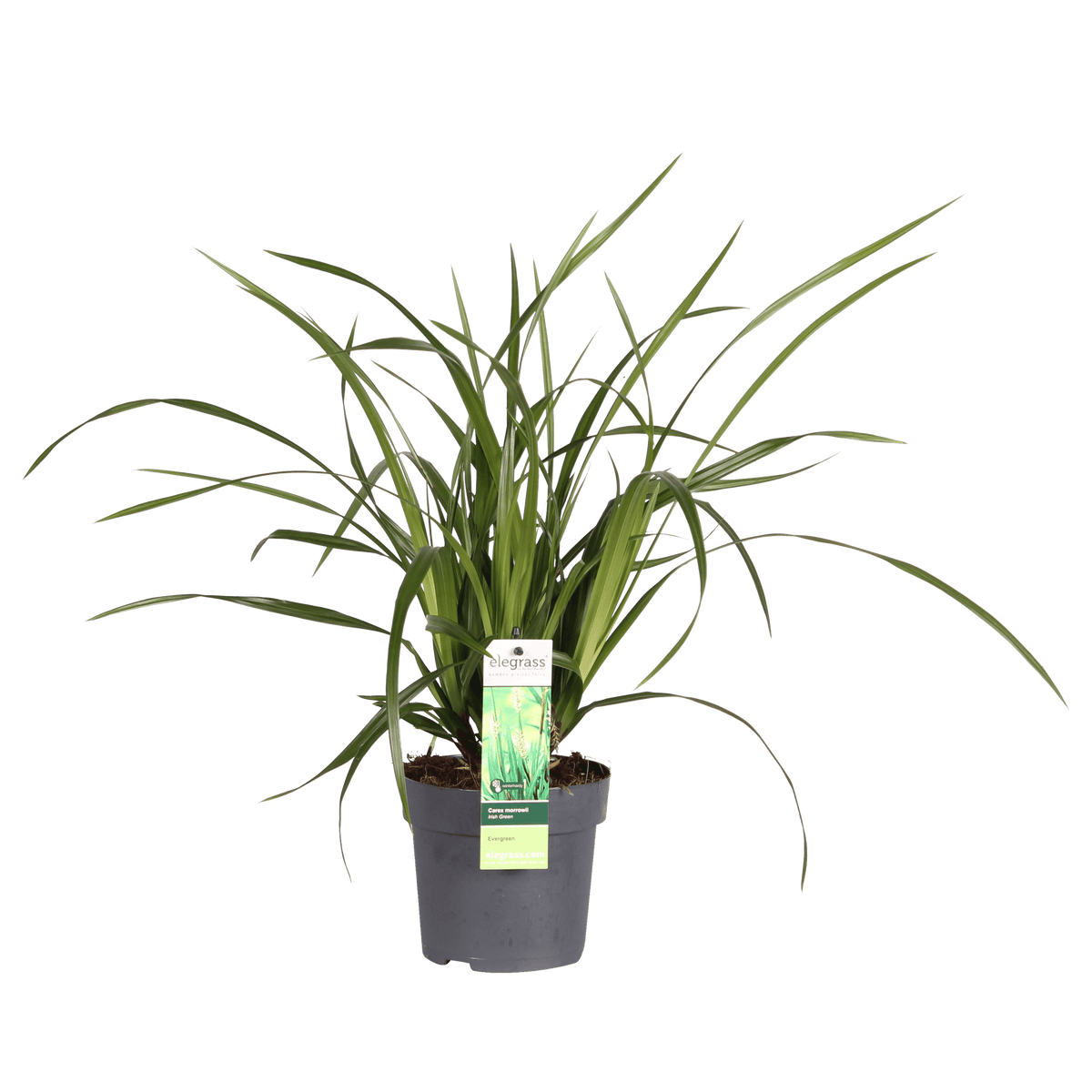 Carex morrowii Irish Green - Ø19cm - ↕40cm - Ø14 - ↨30cm 