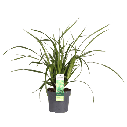 Carex morrowii Irish Green - Ø19cm - ↕40cm - Ø14 - ↨30cm 