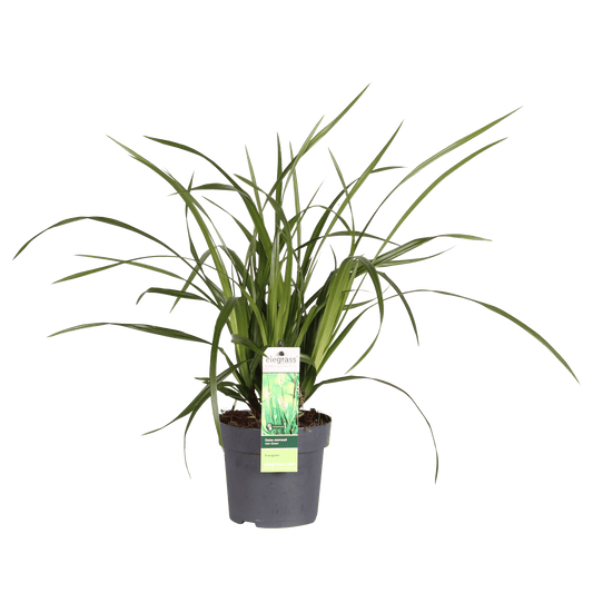 Carex morrowii Irish Green - Ø19cm - ↕40cm - Ø14 - ↨30cm 