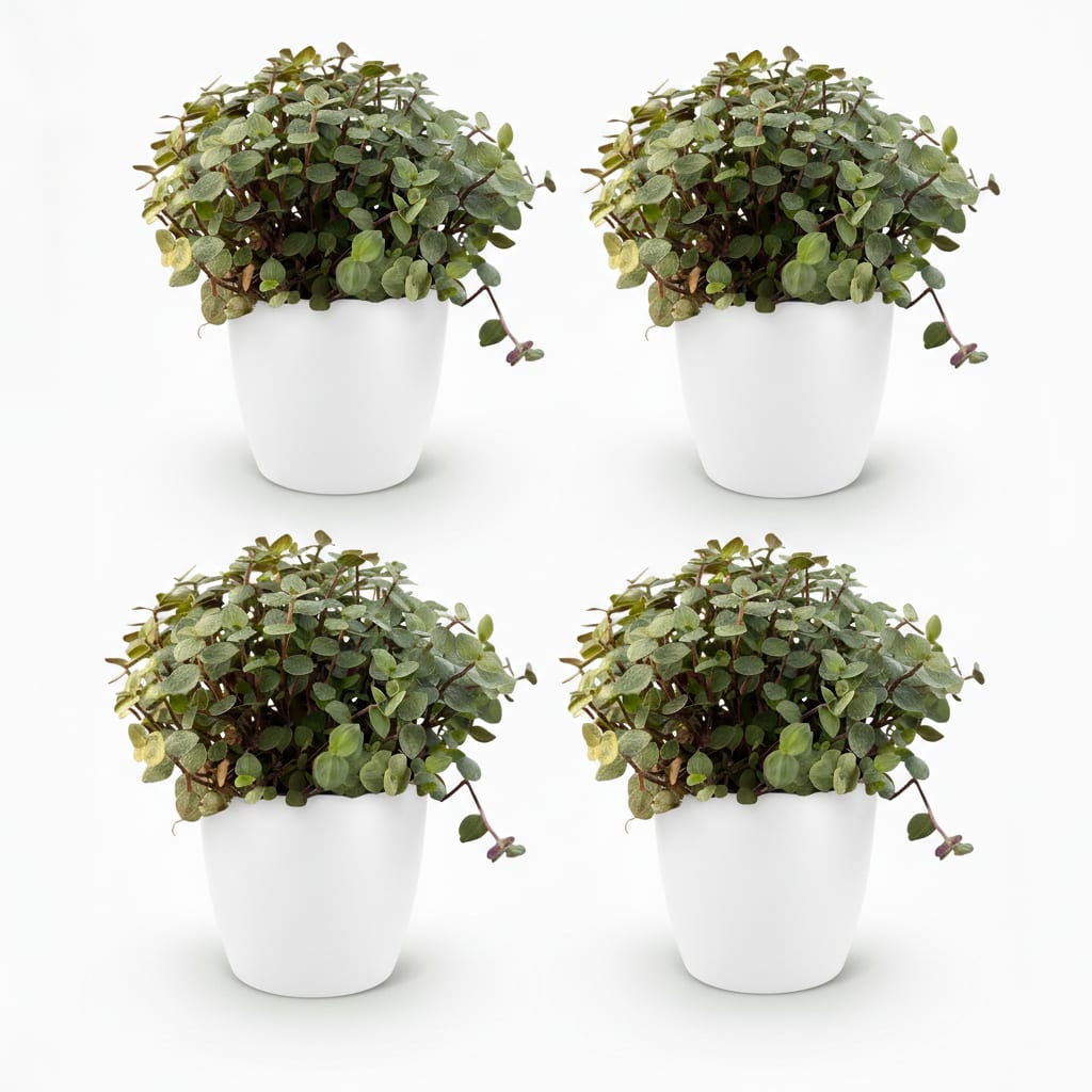 Calissia Repens Zimmerpflanze 2er Set mit weißem Topf Ø12cm Höhe 17-20cm Haustierfreundliche Grünpflanze pflegeleicht für Woh