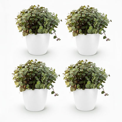 Calissia Repens Zimmerpflanze 2er Set mit weißem Topf Ø12cm Höhe 17-20cm Haustierfreundliche Grünpflanze pflegeleicht für Woh