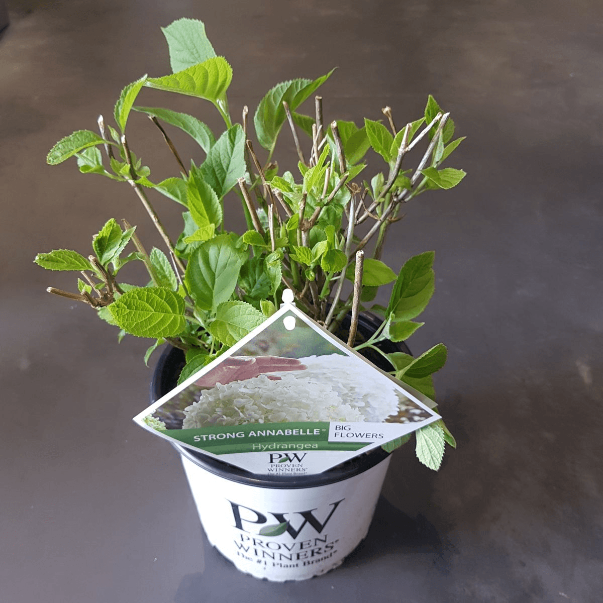 Hydrangea arbo. 'Strong Annabelle' - Ø19cm - ↕30cm 