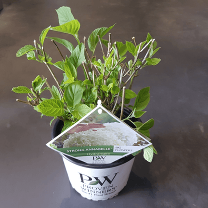 Hydrangea arbo. 'Strong Annabelle' - Ø19cm - ↕30cm 