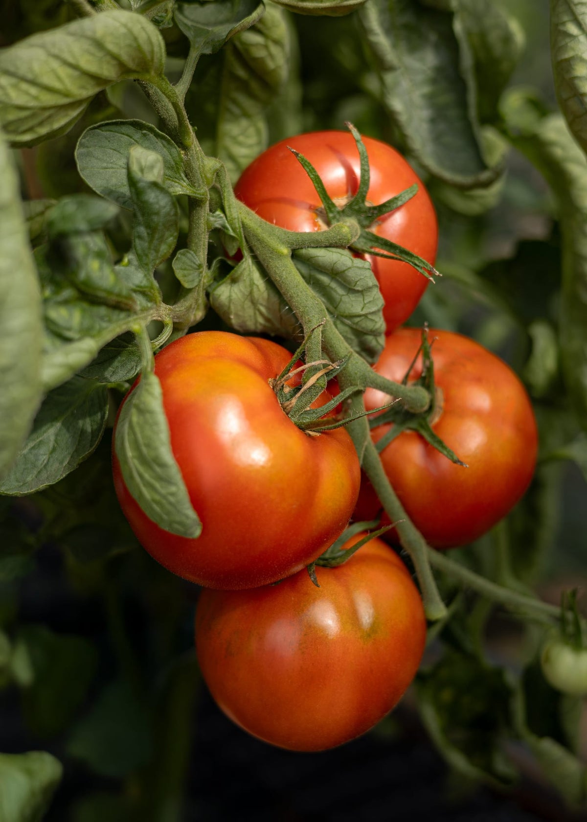 Tomatensamen St. Pierre