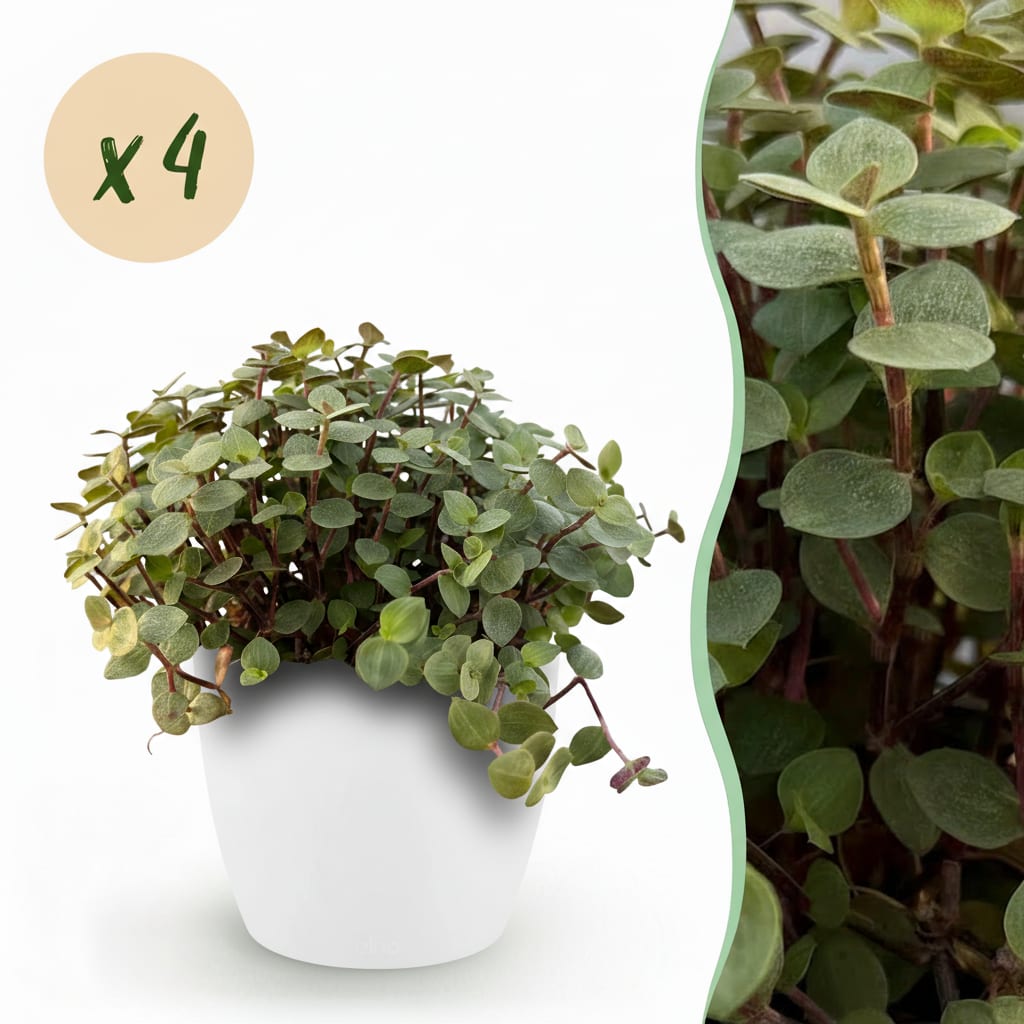 Calissia Repens Zimmerpflanze 2er Set mit weißem Topf Ø12cm Höhe 17-20cm Haustierfreundliche Grünpflanze pflegeleicht für Woh