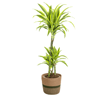 Dracaena Deremensis Lemon Lime mit Korb Ø21cm - ↕90 - 110cm 