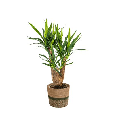 Yucca Elephantipes Verzweigt mit Korb Ø21cm - ↕60 - 70cm 