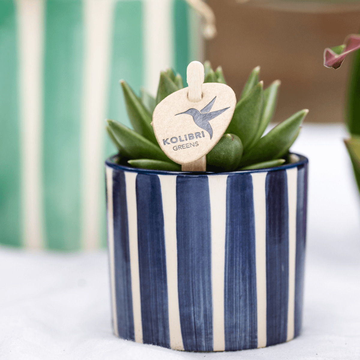 Pflanzenset Mediterranean Sunset – Weiße Phalaenopsis Orchidee Lausanne & Sukkulenten – 3 Pflanzen mit Keramik-Ziertöpfen – Inklusive Tablett – Mediterraner Stil 