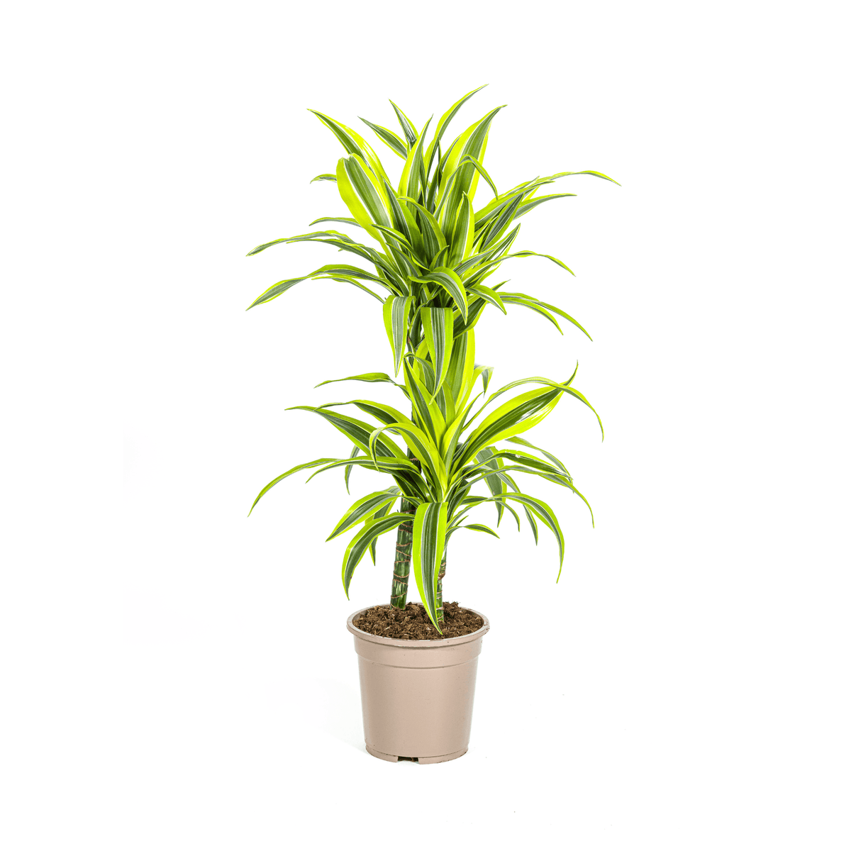 Drachenbaum Dracaena Deremensis Lemon Lime – Zimmerpflanze – Ø19cm – 70-90cm hoch – Lebendige grüne Blätter mit hellgrünem Rand – Pflegeleicht & dekorativ 