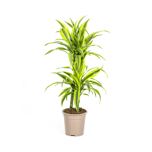 Drachenbaum Dracaena Deremensis Lemon Lime – Zimmerpflanze – Ø19cm – 70-90cm hoch – Lebendige grüne Blätter mit hellgrünem Rand – Pflegeleicht & dekorativ 