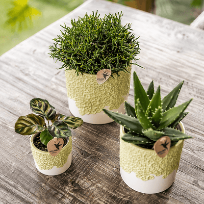 Kolibri Company | Kombi‑Deal | Bloom Grün Übertopf‑Set – 6 cm + 9 cm + 12 cm 