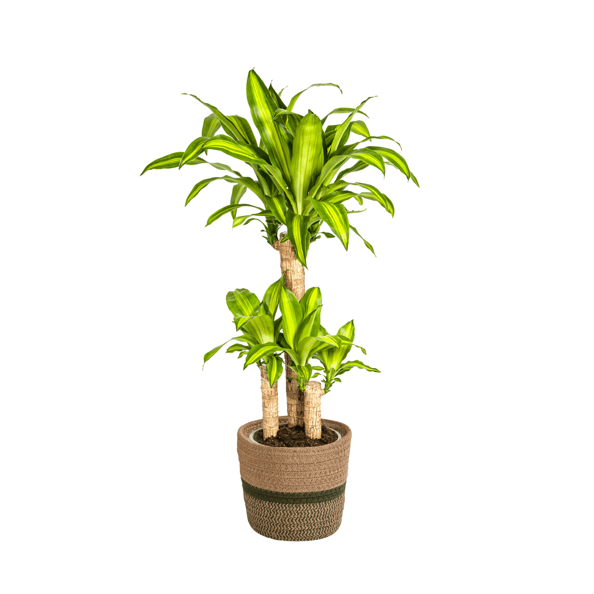 Dracaena Fragrans Massangeana met mand Ø21cm - ↕90 - 110cm 