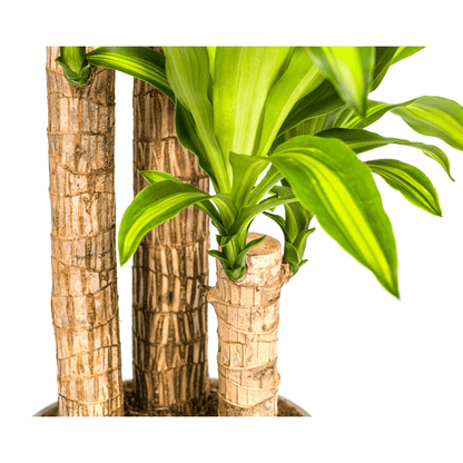 Dracaena Fragrans Massangeana mit Korb Ø24cm - ↕130 - 150cm 