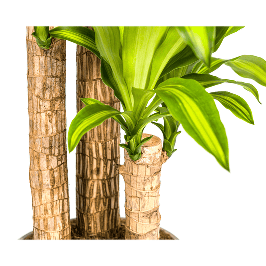 Dracaena Fragrans Massangeana – Drachenbaum – Ø24 cm – ↕130-150 cm – Zimmerpflanze – Tropisches Grün – Pflegeleicht & dekorativ 