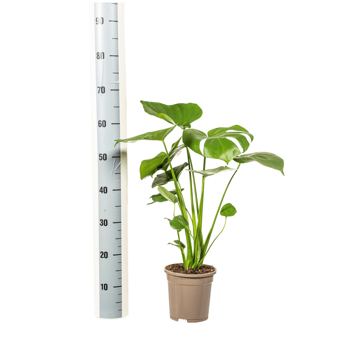 Fensterblatt Monstera Deliciosa Tauerii – Zimmerpflanze – Ø17cm – 50–70cm hoch – üppige, grüne Kletterpflanze 