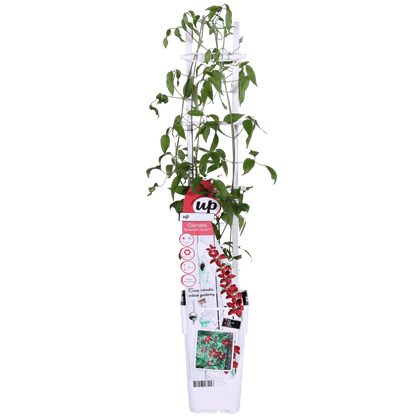 Waldrebe Clematis Nubia – Rote Clematis Evison – Ø15cm – ↕65cm – Blühstark & sommerlich – Kletterpflanze für Garten & Terrasse 