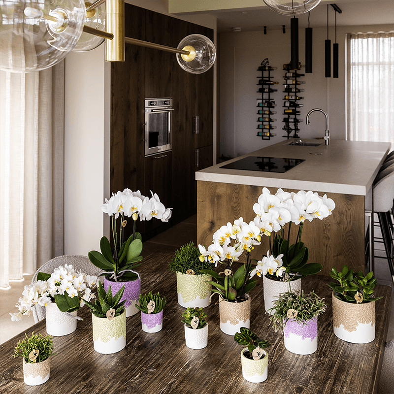 Kolibri Home | Bloom sierpot - Lila - Ø12cm 