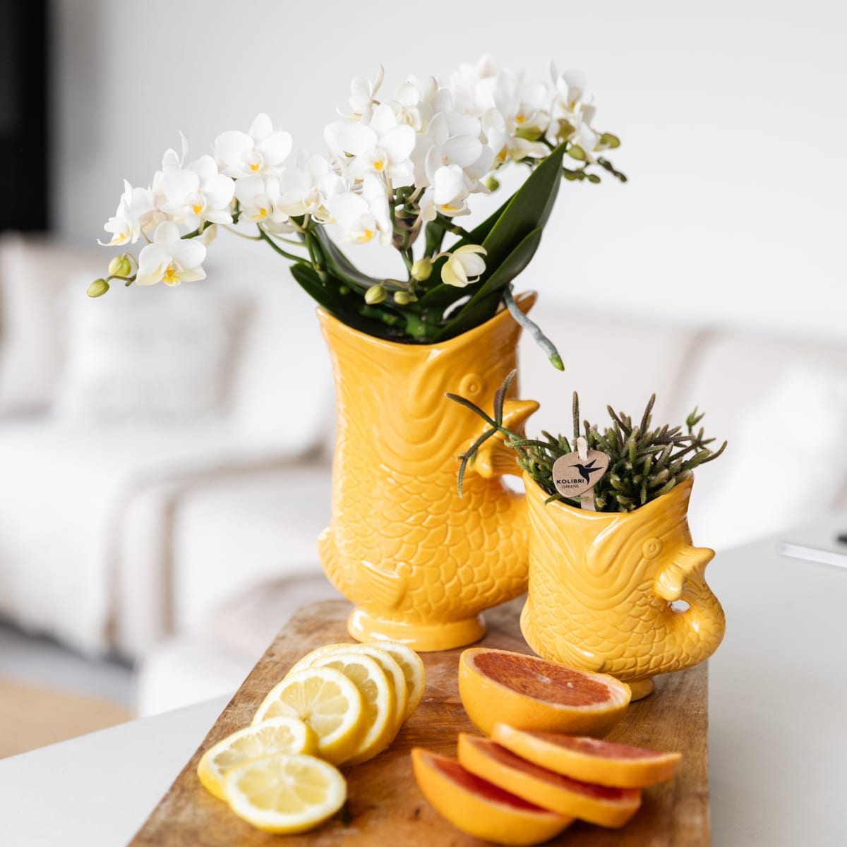 Weiße Orchidee Nazaré – Ø9 cm – Zimmerpflanze im sommerlichen Fischtopf Orange – Elegante Blüten für Wohnzimmer & Esstisch 