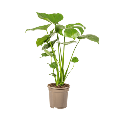 Fensterblatt Monstera Deliciosa Tauerii – Zimmerpflanze – Ø17cm – 50–70cm hoch – üppige, grüne Kletterpflanze 