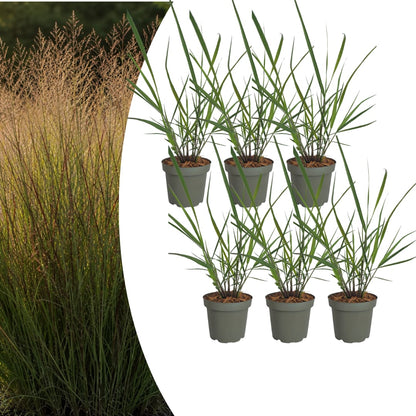 3x Rutenhirse Rotstrahlbusch – Panicum virgatum – Winterhartes Ziergras 12cm – Pflegeleichtes Gartengras mit roter Herbstfärb