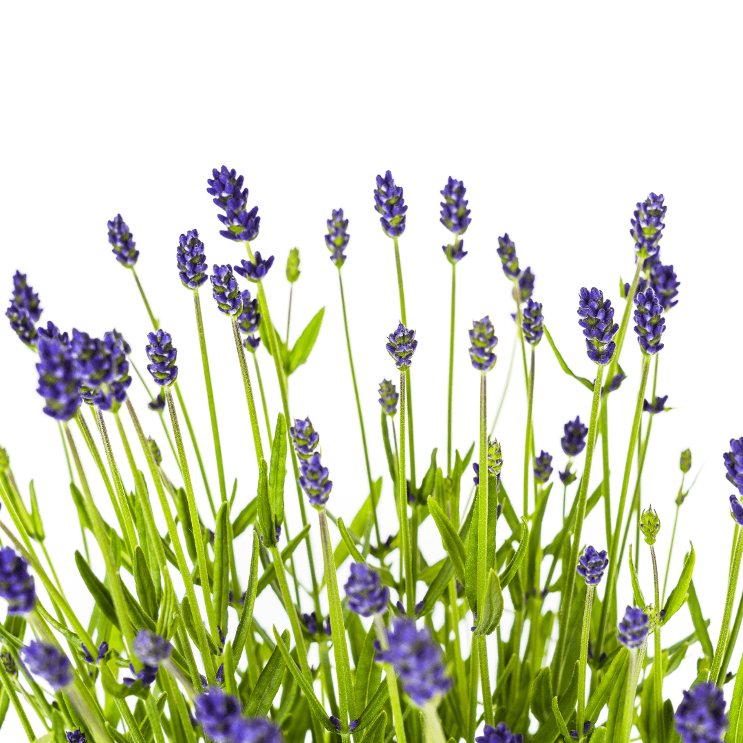 Echter Lavendel Lavandula angustifolia – Ø19cm – Höhe 40–50cm – Duftende Garten- und Balkonpflanze – Bienenfreundlich & Pflegeleicht 