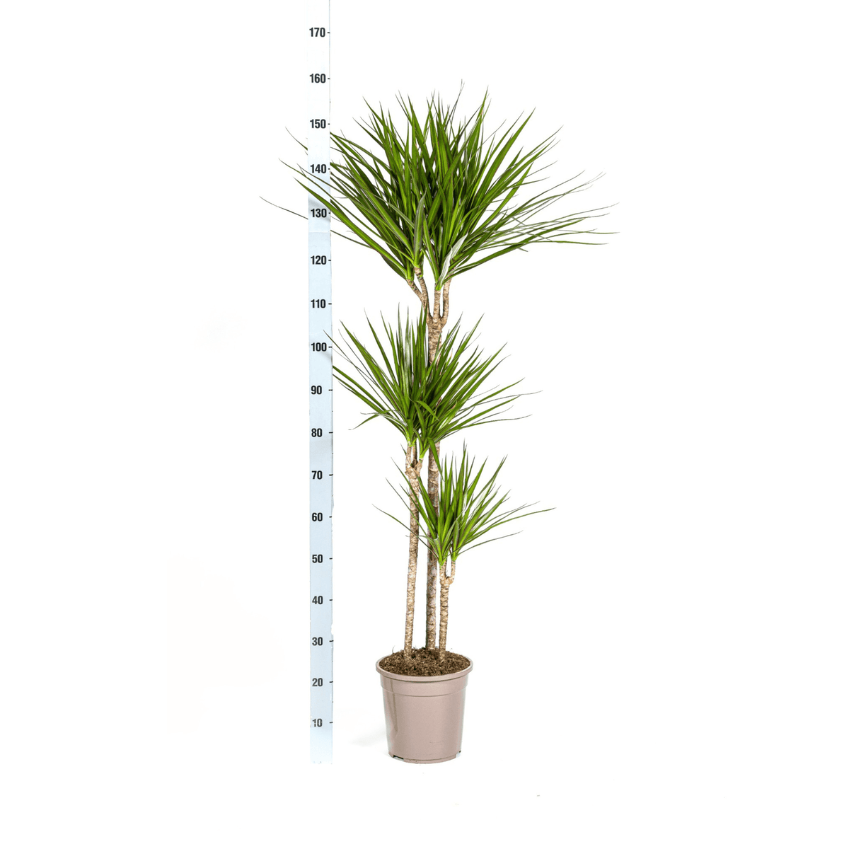 Drachenbaum Dracaena Marginata Green – Zimmerpflanze – Ø24cm – 130-150cm hoch – Schlanke, dunkelgrüne Blätter – Pflegeleicht & modern 
