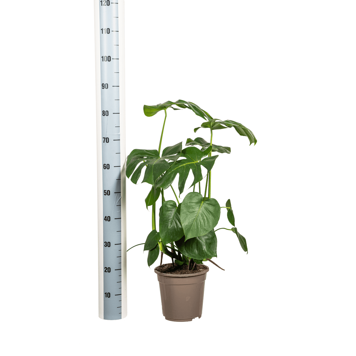 Monstera Deliciosa Tauerii mit Korb Ø21cm - ↕70 - 90cm 