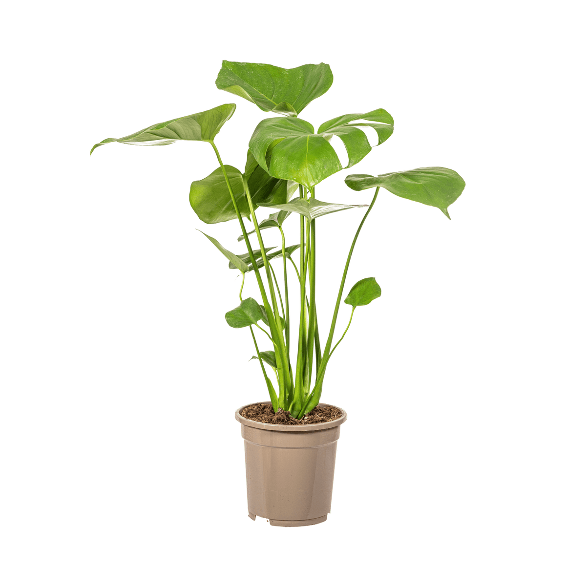 Fensterblatt Monstera Deliciosa Tauerii – Zimmerpflanze – Ø17cm – 50–70cm hoch – üppige, grüne Kletterpflanze 