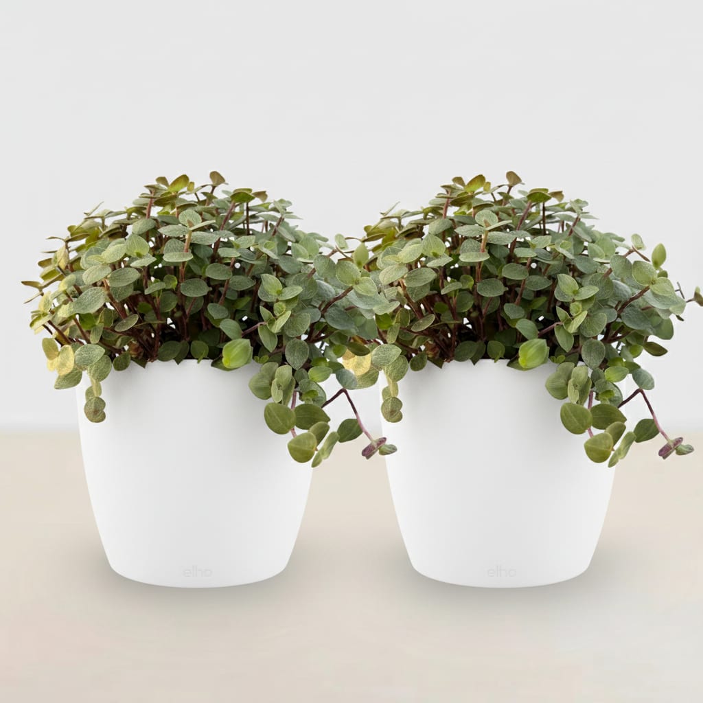 Green boutiQ - Zimmerpflanze - Calissia repens - Katzengras - Haustierfreundlich - Grün - 2 Pflanzen - mit Potter Weiß - Topf 12cm - Höhe 17-20cm 