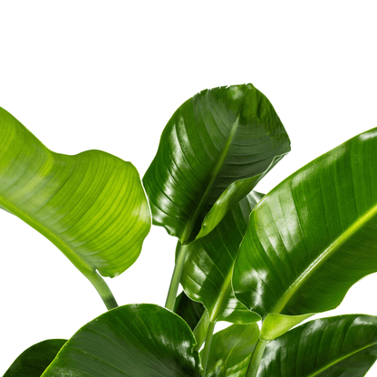 Baum-Strelitzie – Strelitzia Nicolai – Zimmerpflanze – Tropische Riesenpflanze – Ø21cm – Höhe 90–110cm – Exotischer Blickfang – Pflegeleicht 