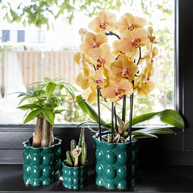 Kolibri Home | Cotton Shine Übertopf - Green - Ø6cm 