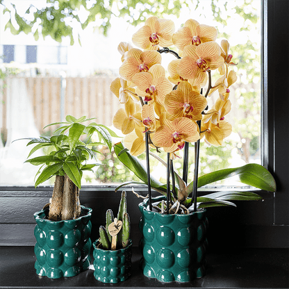 Kolibri Home | Cotton Shine Übertopf - Green - Ø6cm 