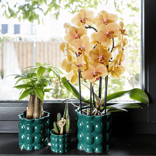 Kolibri Home | Cotton Shine Übertopf - Green - Ø9cm 