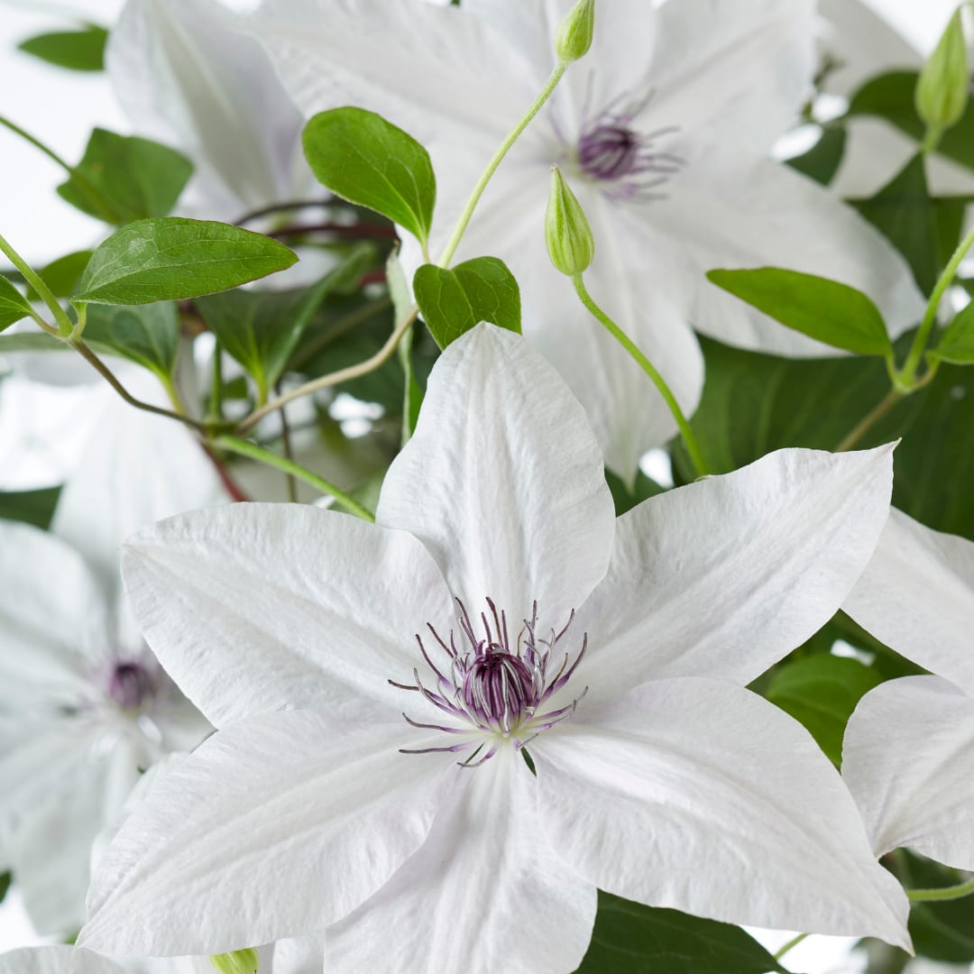 Clematis Tsukiko Ø23cm
