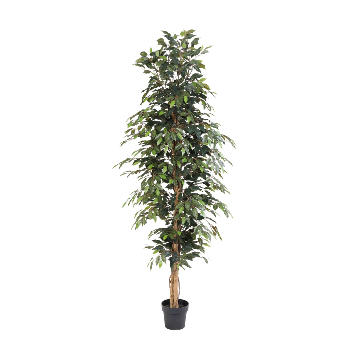 ARTIFICIAL Ficus Benjamina - 205cm 