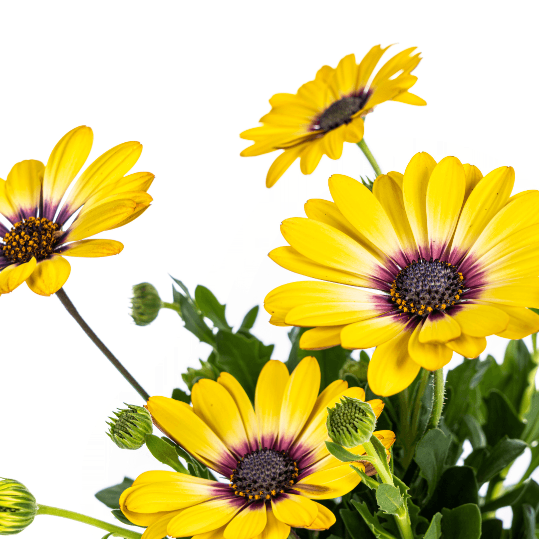 Kapmargerite - Osteospermum ecklonis Gelb - Ø12 cm - ↕20 cm - 8 Stück 