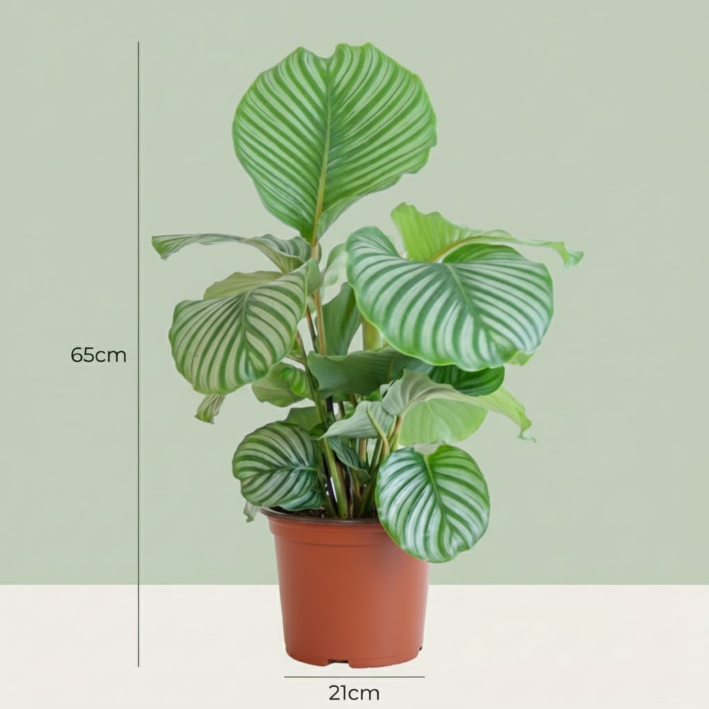 Korbmarante Calathea orbifolia Elegante Zimmerpflanze mit silbrig Ø21cm