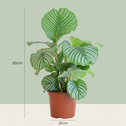 Korbmarante Calathea orbifolia Elegante Zimmerpflanze mit silbrig Ø21cm