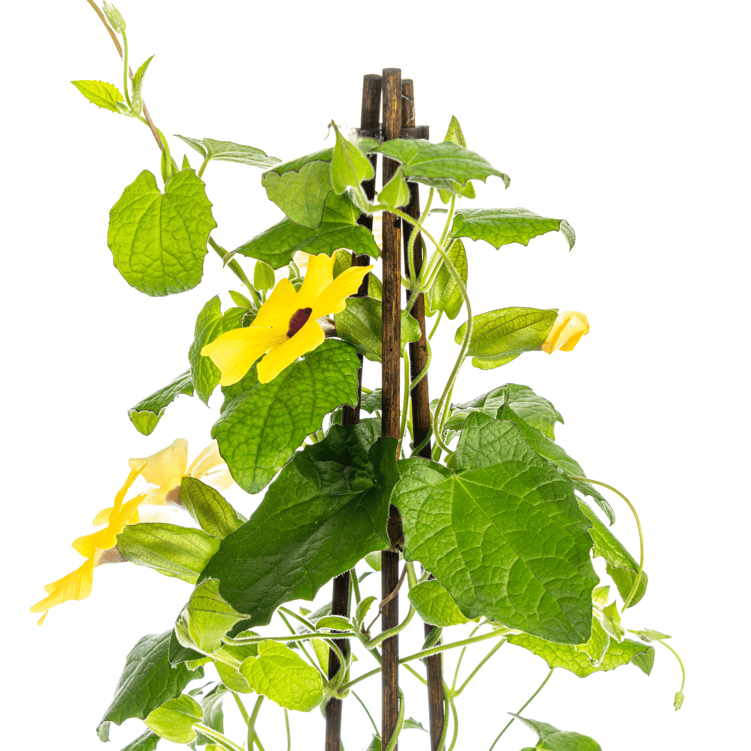 Schwarzäugige Susanne - Thunbergia alata Sunny Susy Yellow - Ø13 cm - ↕60 cm 